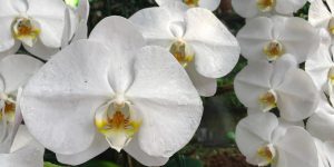 9 flores brancas para o jardim: conheça as melhores espécies para você cultivar em sua casa