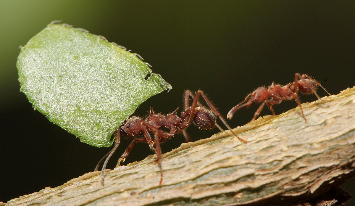 formigas trabalhando