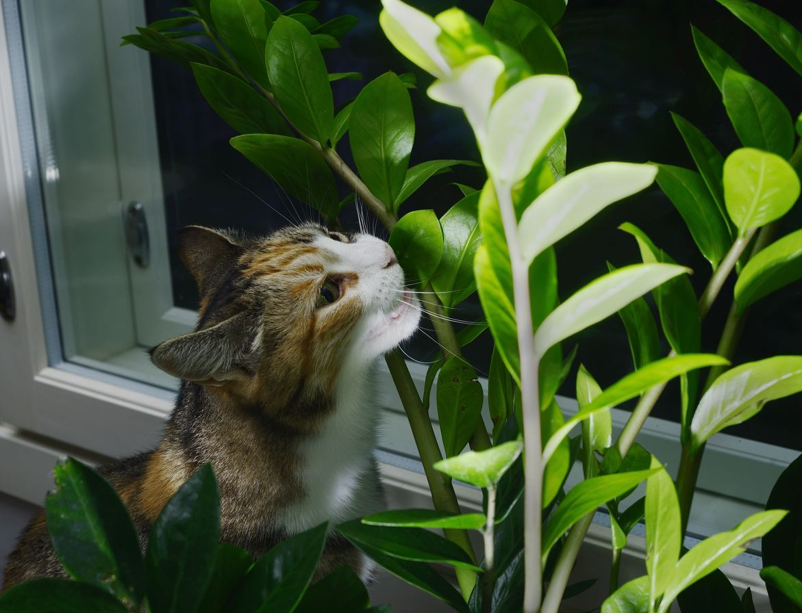 gato com planta