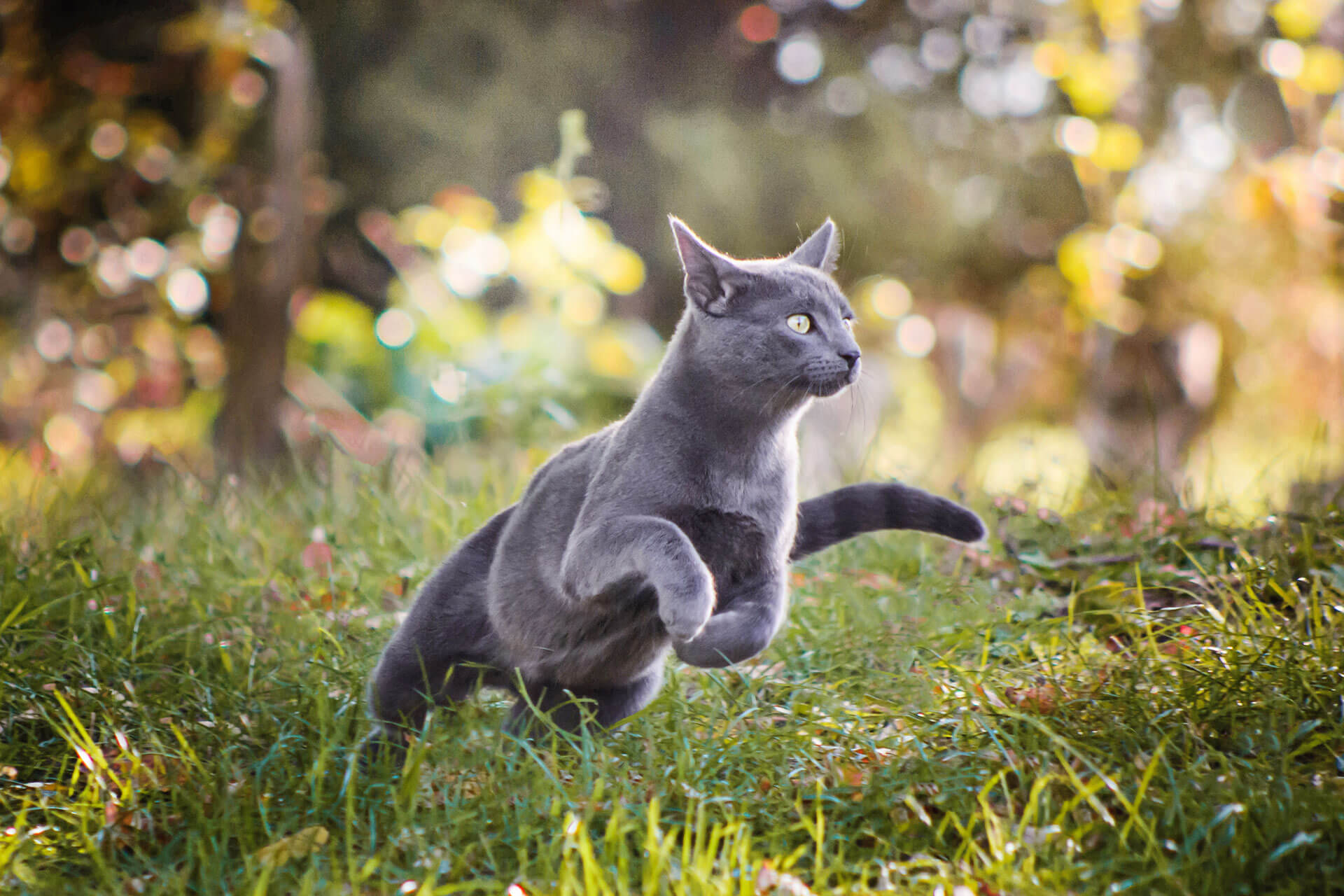 gato correndo em gramado