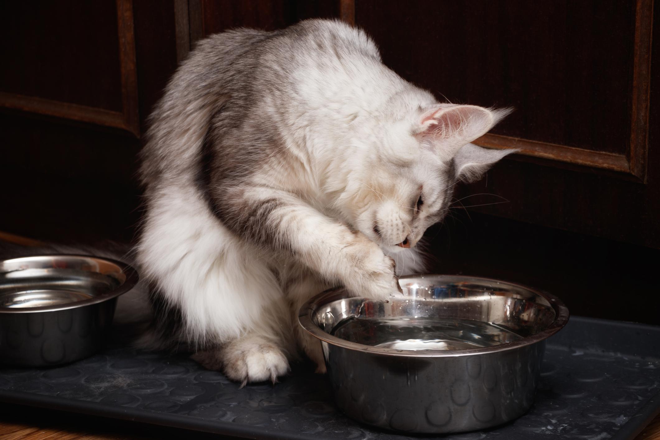 gato tocando água de tigela