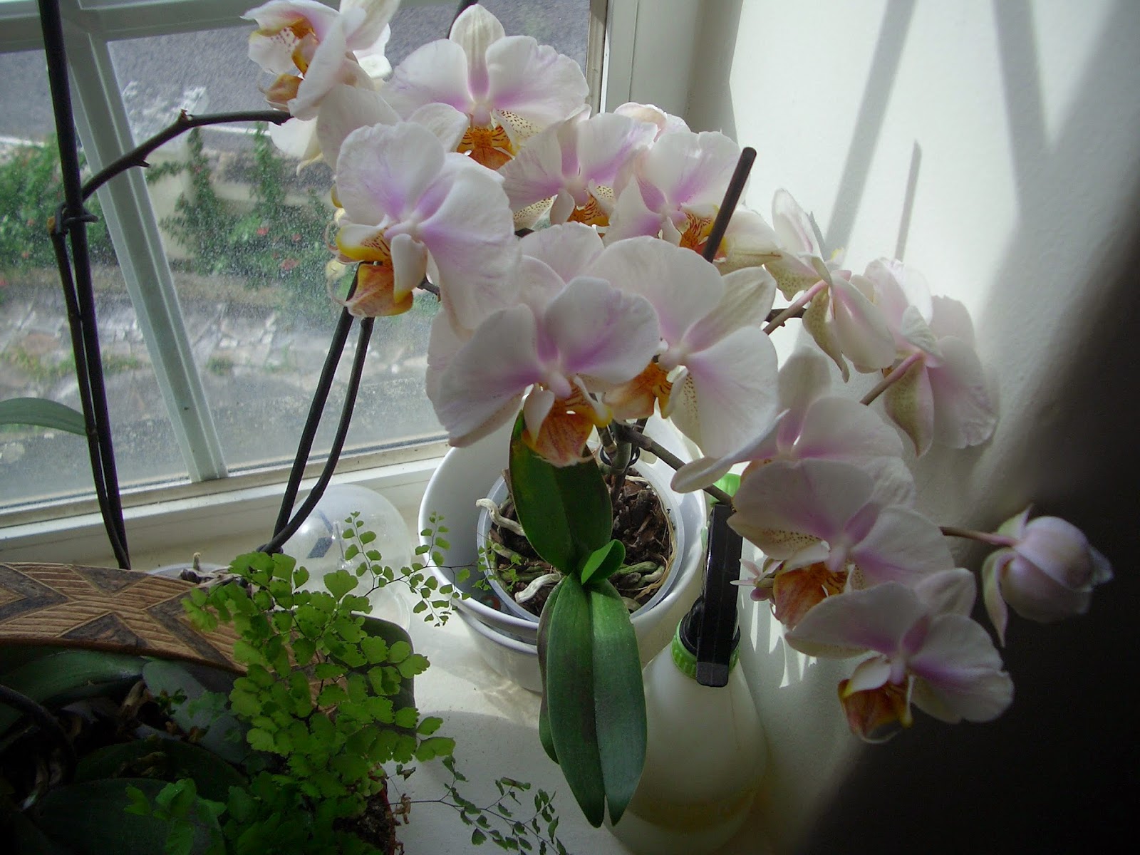 orquídea em vaso