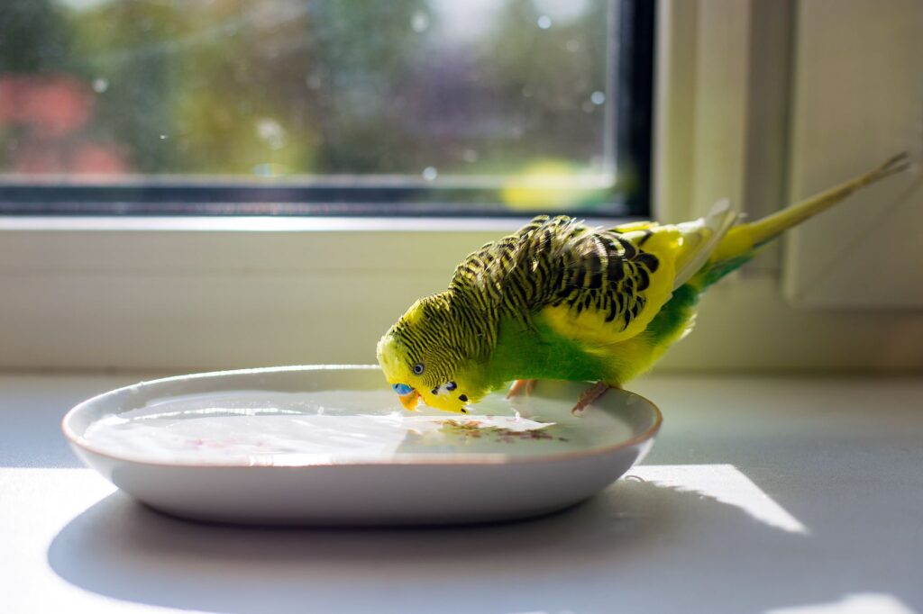 pássaro tomando água em vasilha