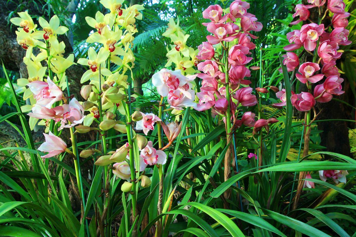 pés de orquídeas