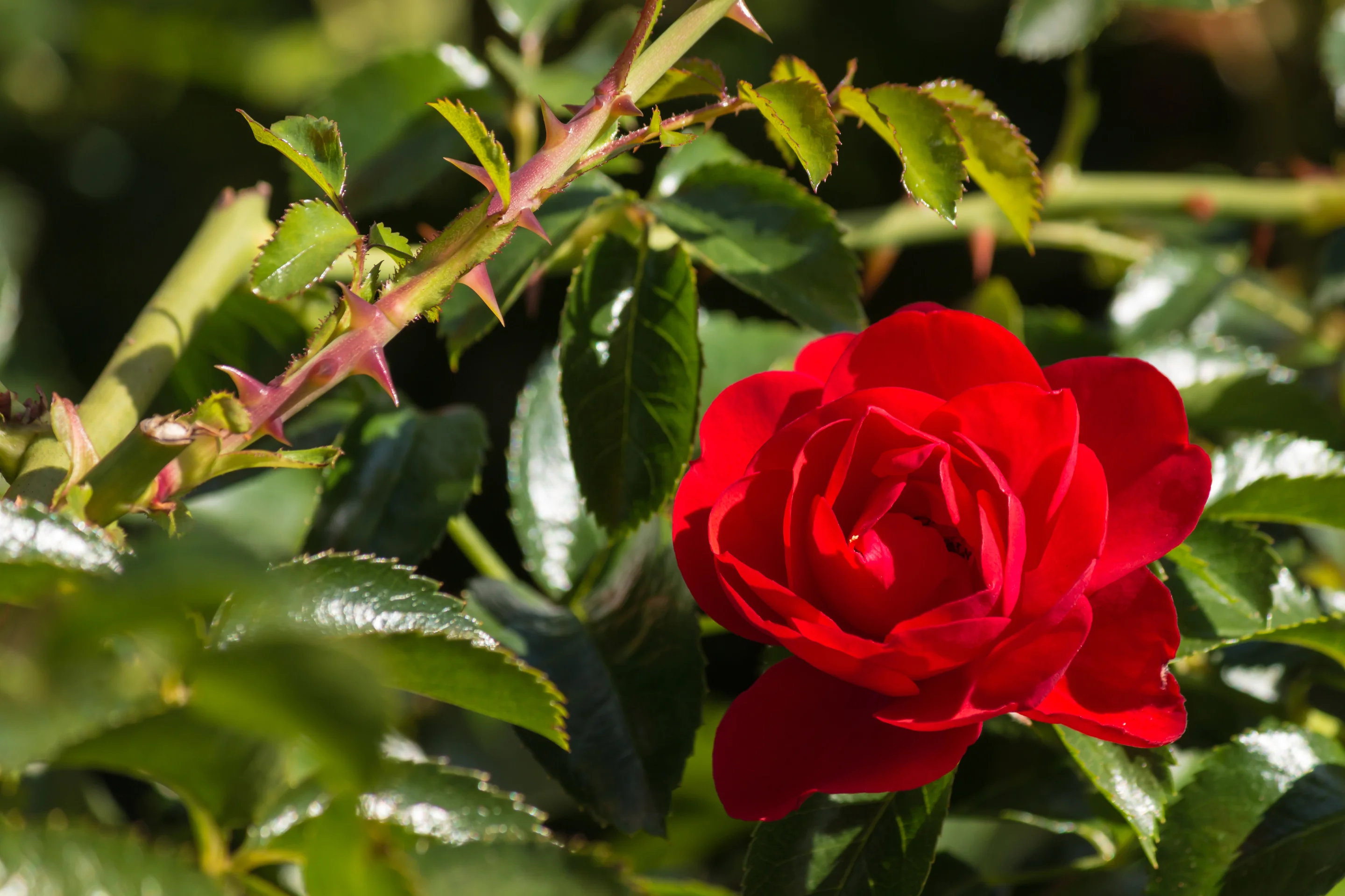 rosa vermelha em jardim