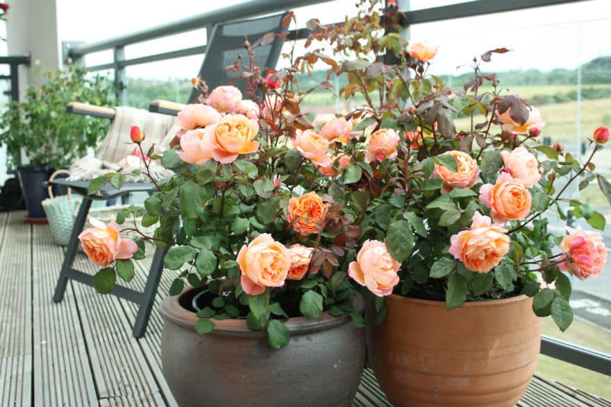 rosas em vasos em varanda