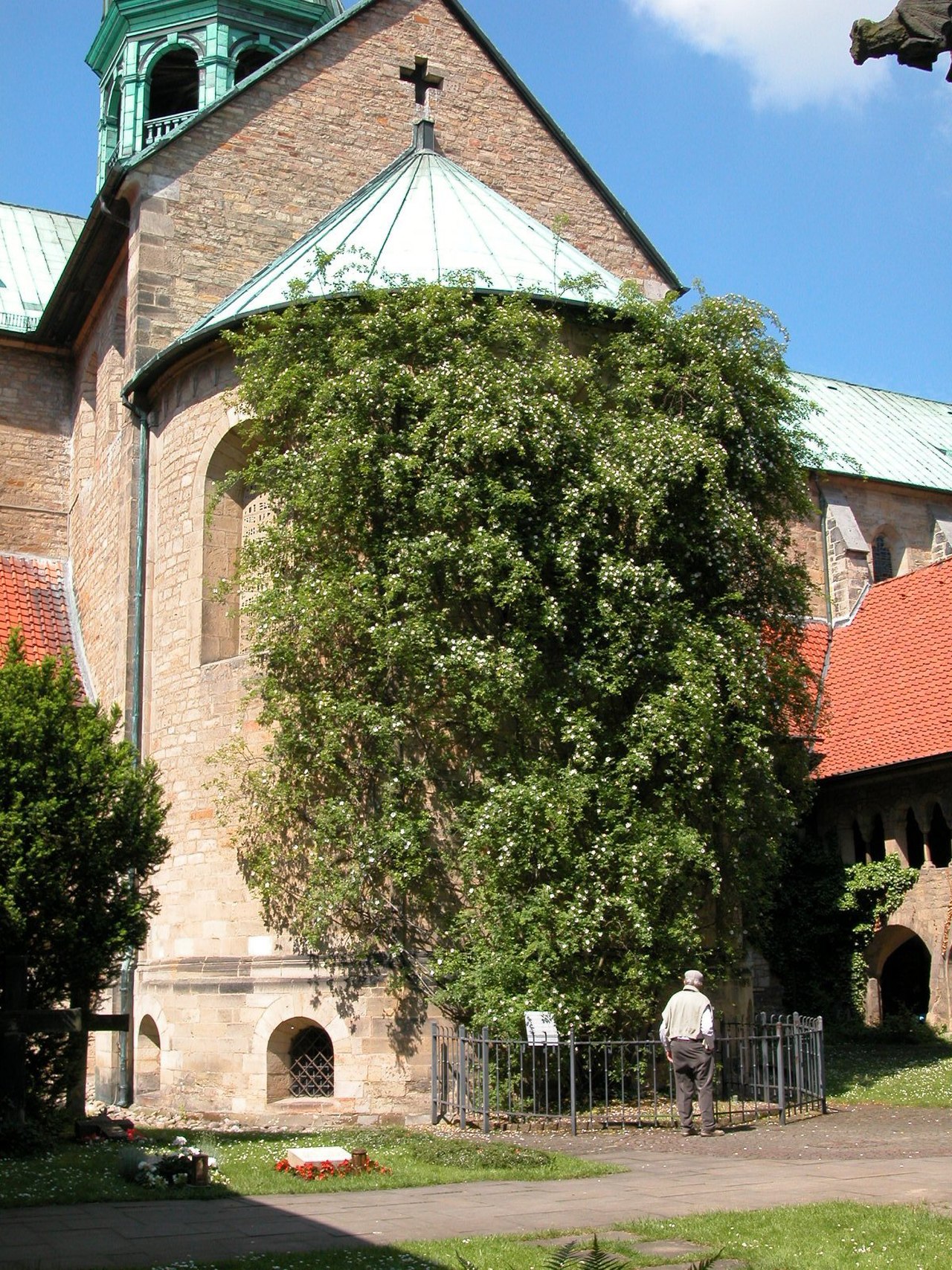 roseira na Catedral de Hildesheim