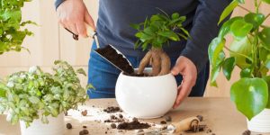 6 sinais que é hora de trocar a planta de vaso: FIQUE ATENTO para identificar e mantê-la saudável