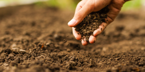 Como resolver o problema de solo pobre em seu jardim? Aprenda técnicas SEGURAS e FÁCEIS
