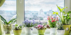 vasos com plantas em janela