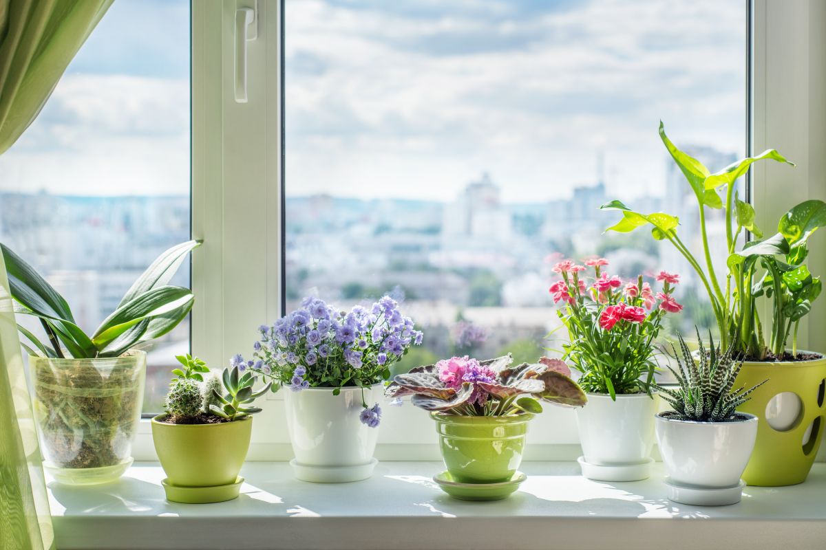 vasos com plantas em janela