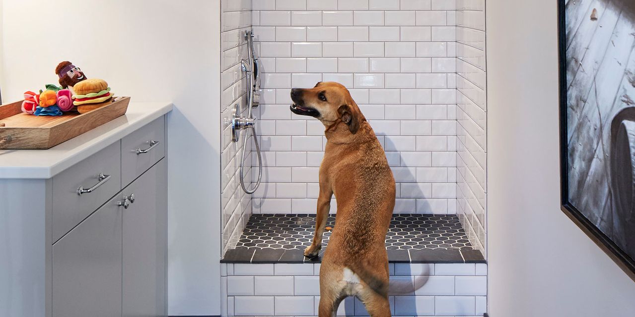 cachorro adulto em banheiro