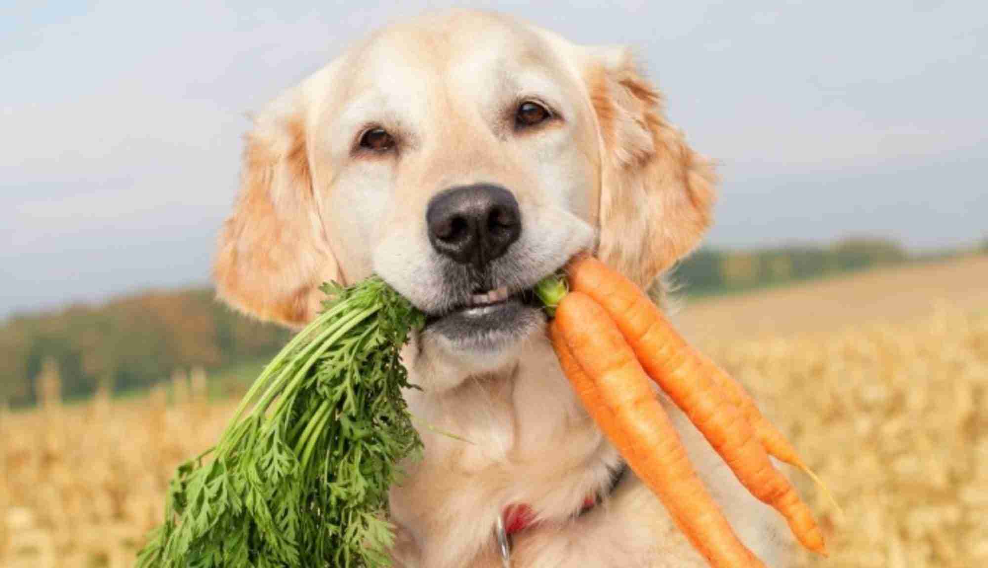 cachorro com cenouras na boca