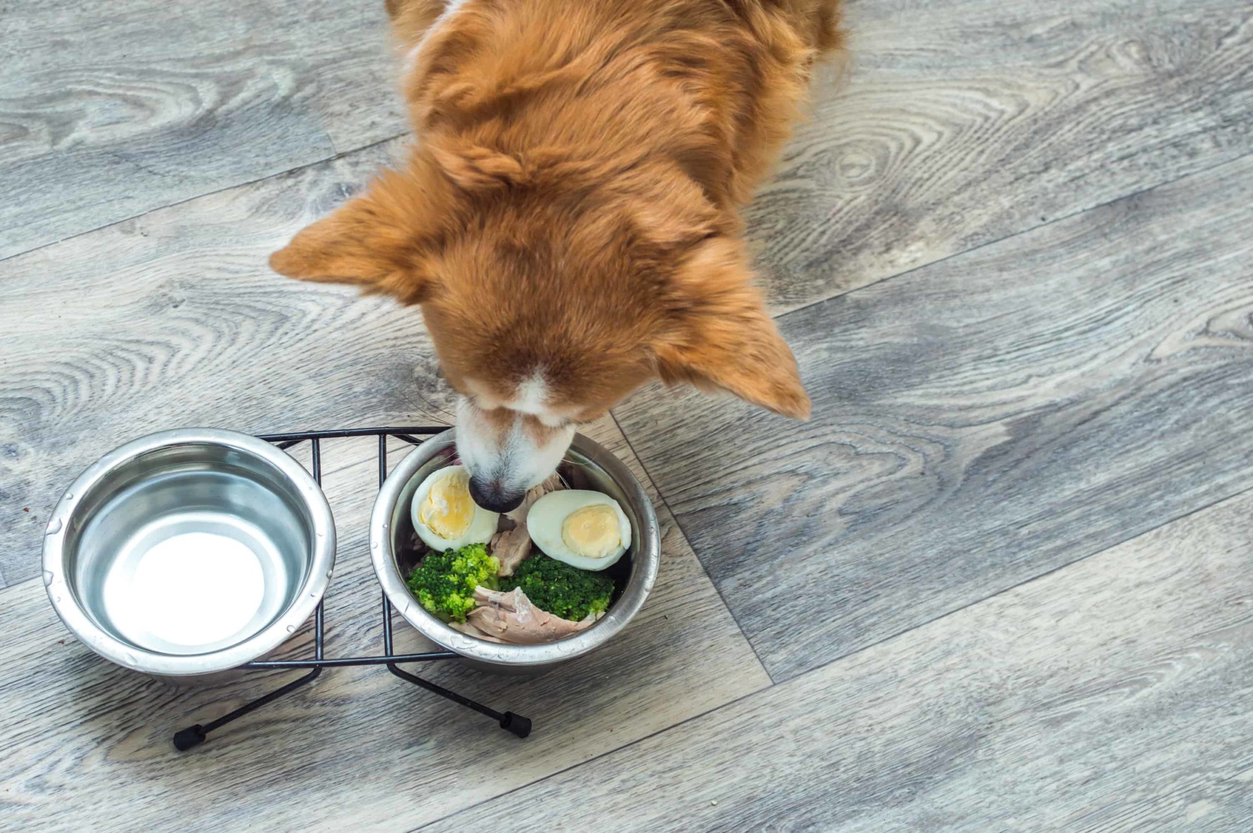 cachorro com tigela de água e comida