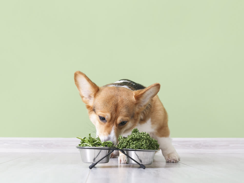 cachorro comendo vegetais