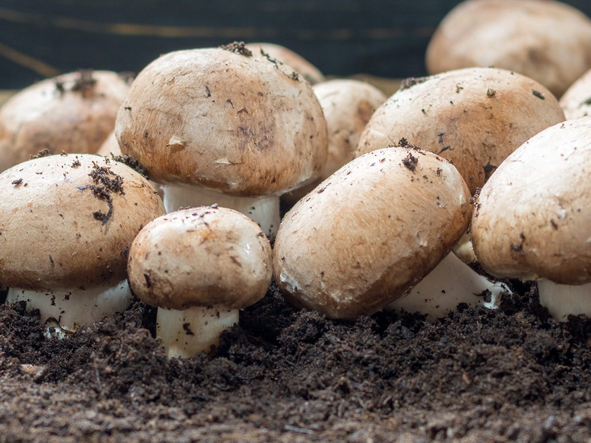 Como cultivar cogumelos? Entenda os CUIDADOS para o plantio