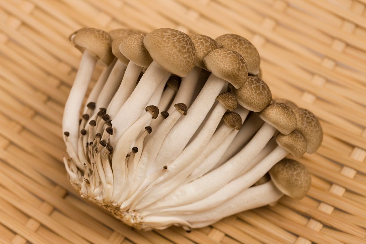 Como cultivar cogumelos? Entenda os CUIDADOS para o plantio de opções comestíveis