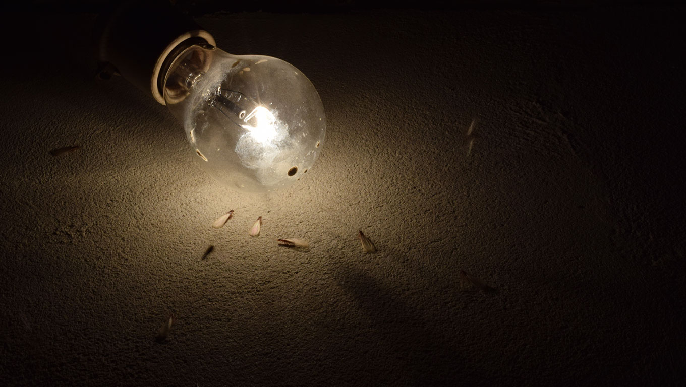 Como espantar insetos de luz em casa? Aprenda técnicas para parar de se incomodar com esses bichinhos