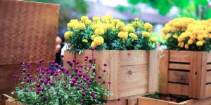 Como plantar flores em caixotes: aprenda a incluir essa ideia sustentável no jardim tendo esses cuidados