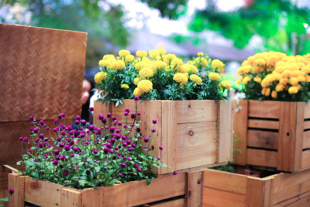 Como plantar flores em caixotes: aprenda a incluir essa ideia sustentável no jardim tendo esses cuidados