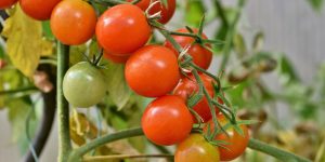 Como plantar tomate orgânico em casa: confira um passo a passo simples para colher seu próprio alimento
