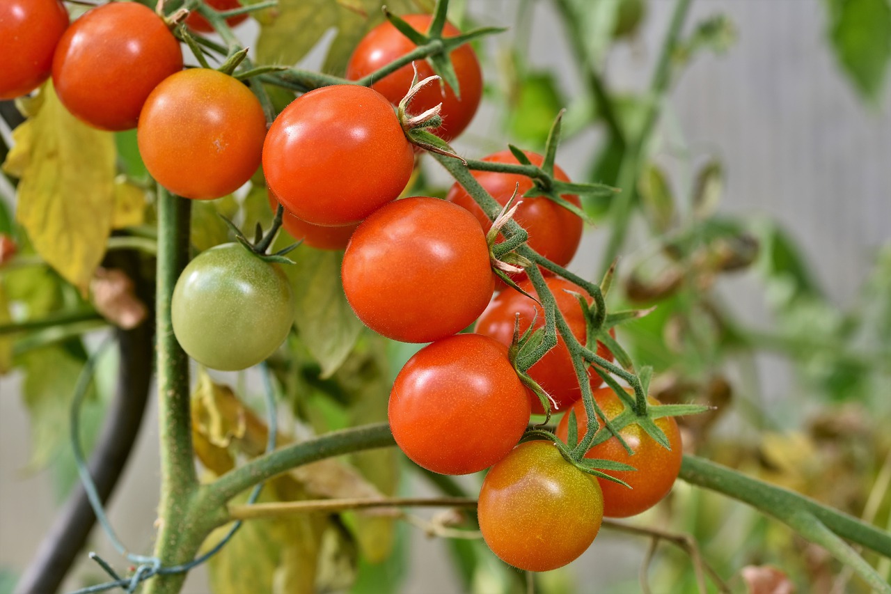 Como plantar tomate orgânico em casa: confira um passo a passo simples para colher seu próprio alimento
