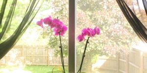 vaso de orquídea em janela