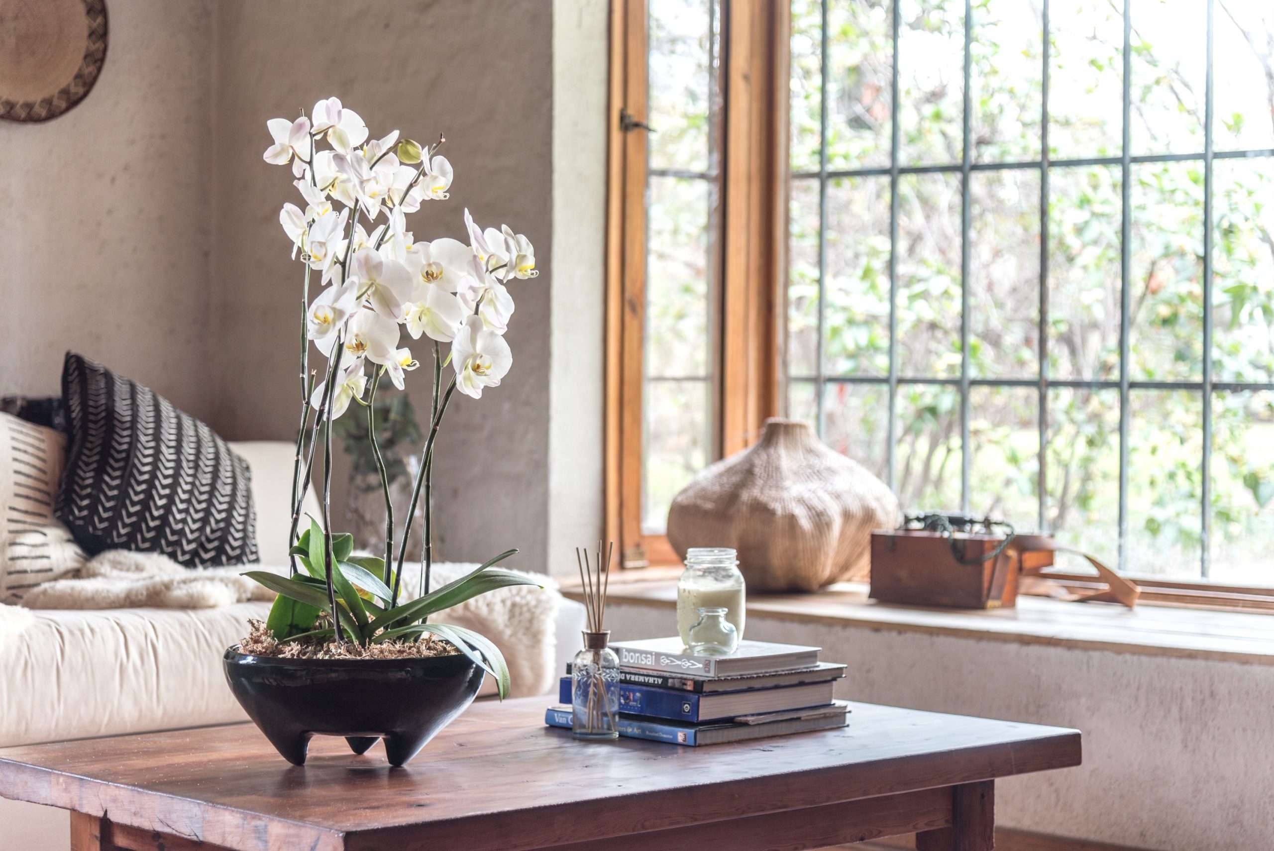 6 ideias de decoração com orquídeas: saiba os cuidados e como não errar na escolha das espécies