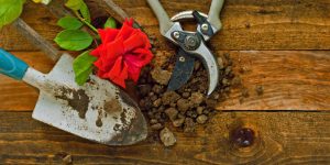 5 dicas para tirar ferrugem das ferramentas de jardinagem: siga essas ideias caseiras para conservá-las