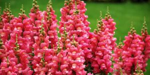 7 flores do campo para decoração: conheça espécies que surpreendem em beleza e significado