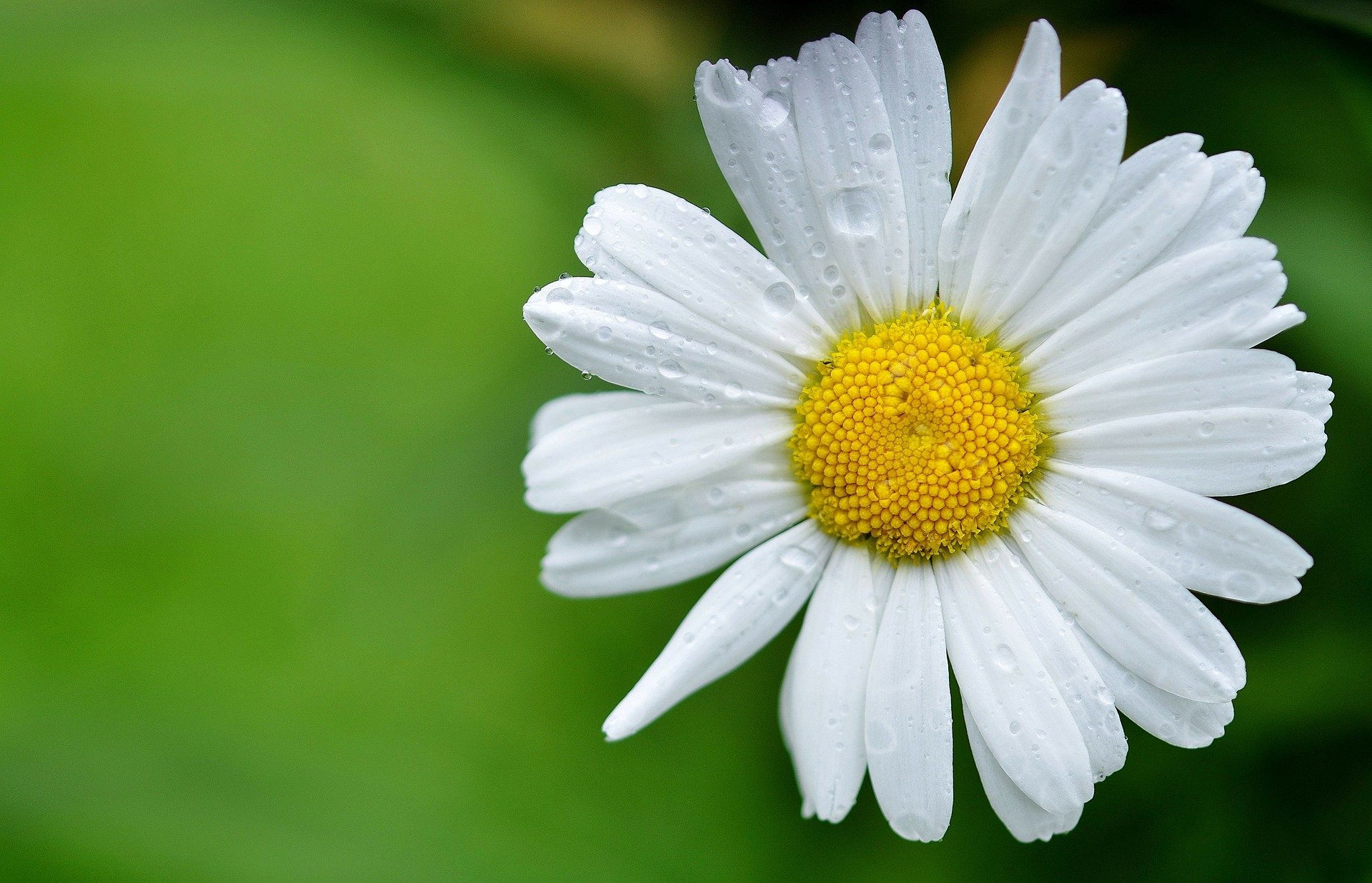 8 flores que simbolizam a amizade: saiba quais espécies expressam esse lindo sentimento