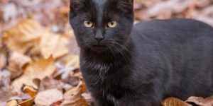 gato preto ao redor de folhas secas