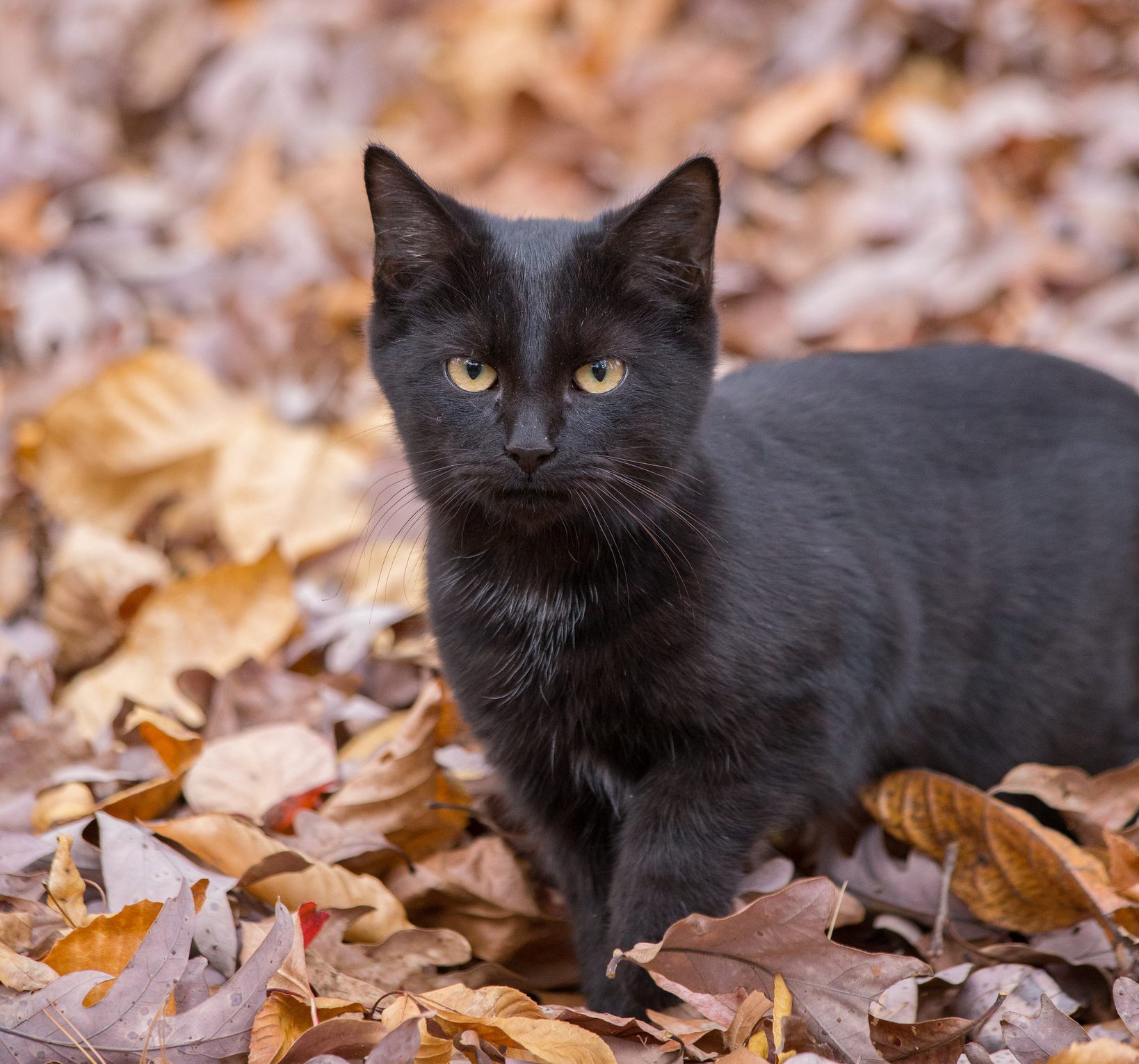 gato preto ao redor de folhas secas