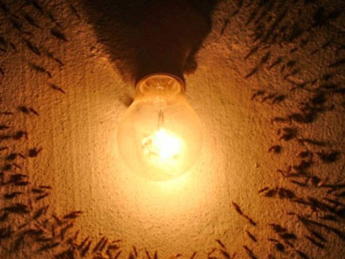 insetos de luz perto de lâmpada