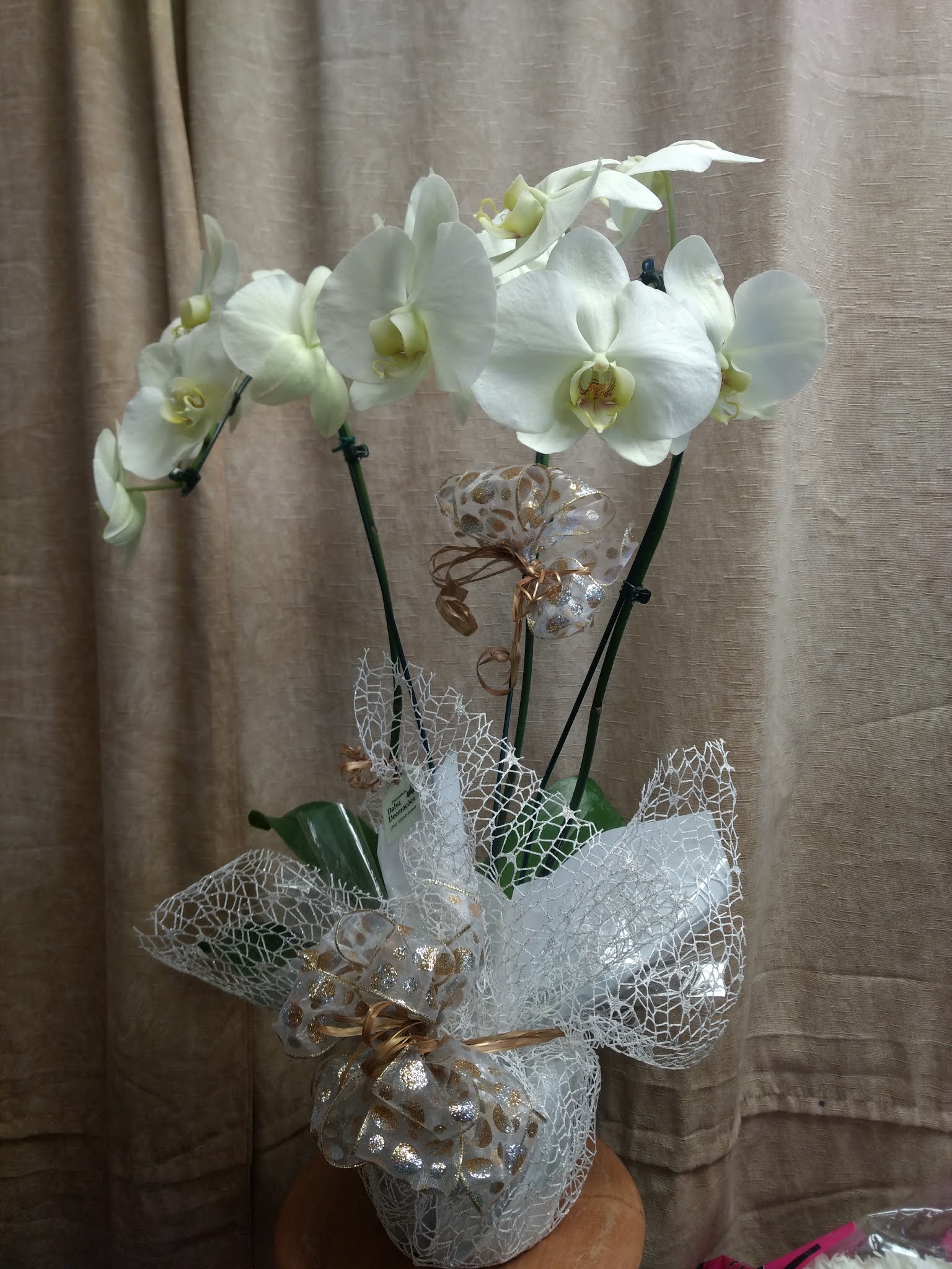 orquídea para presente