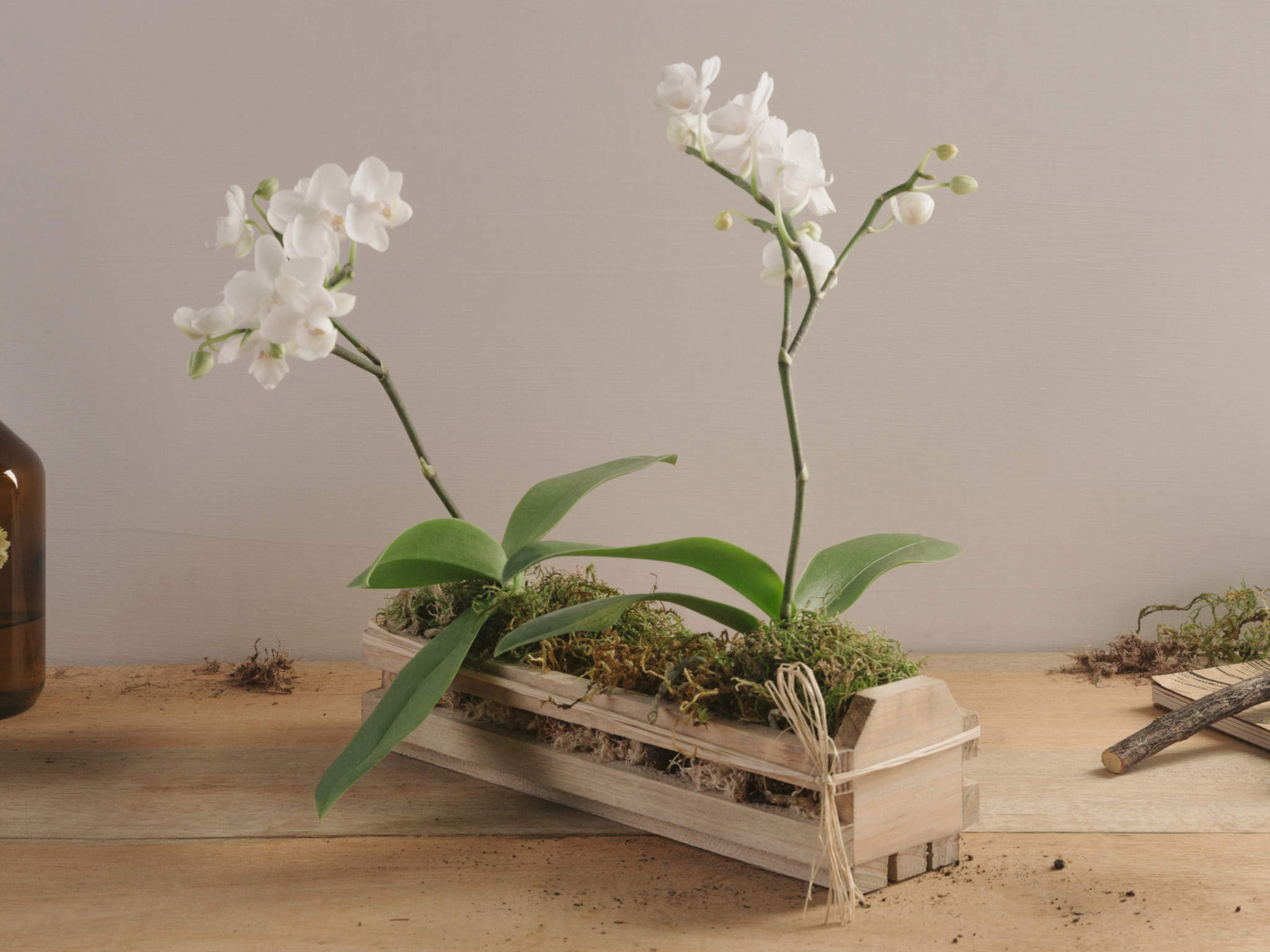orquídeas brancas em caixote