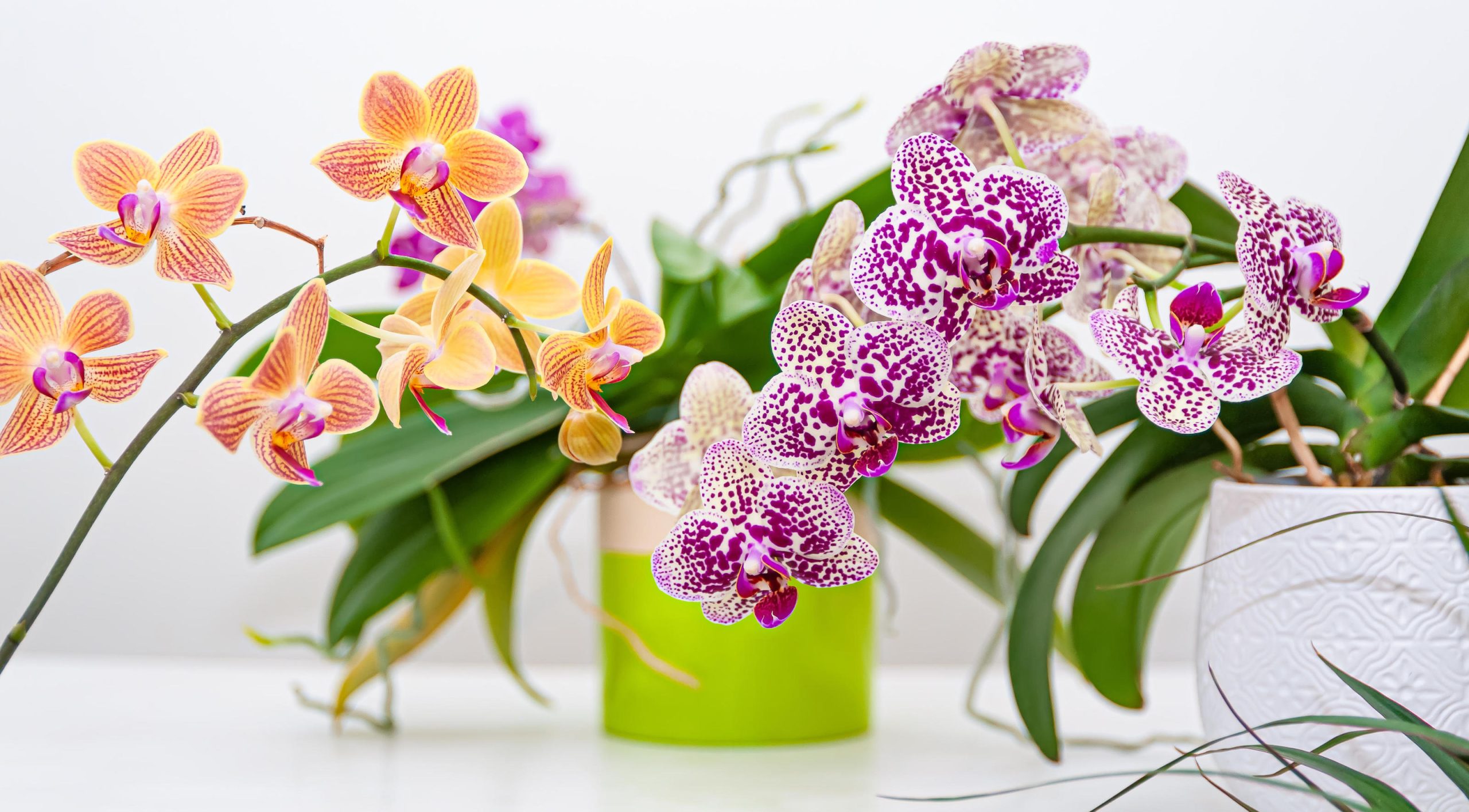 orquídeas em vasos