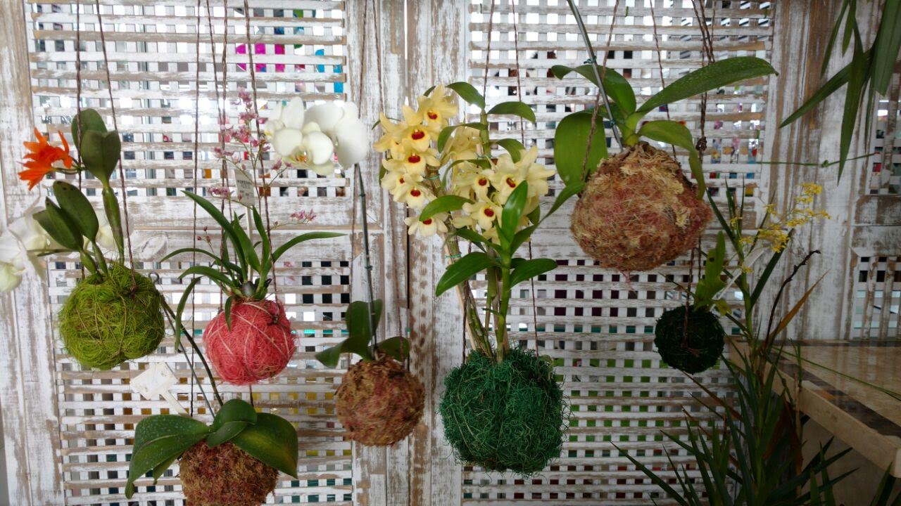 orquídeas suspensas com kokedama