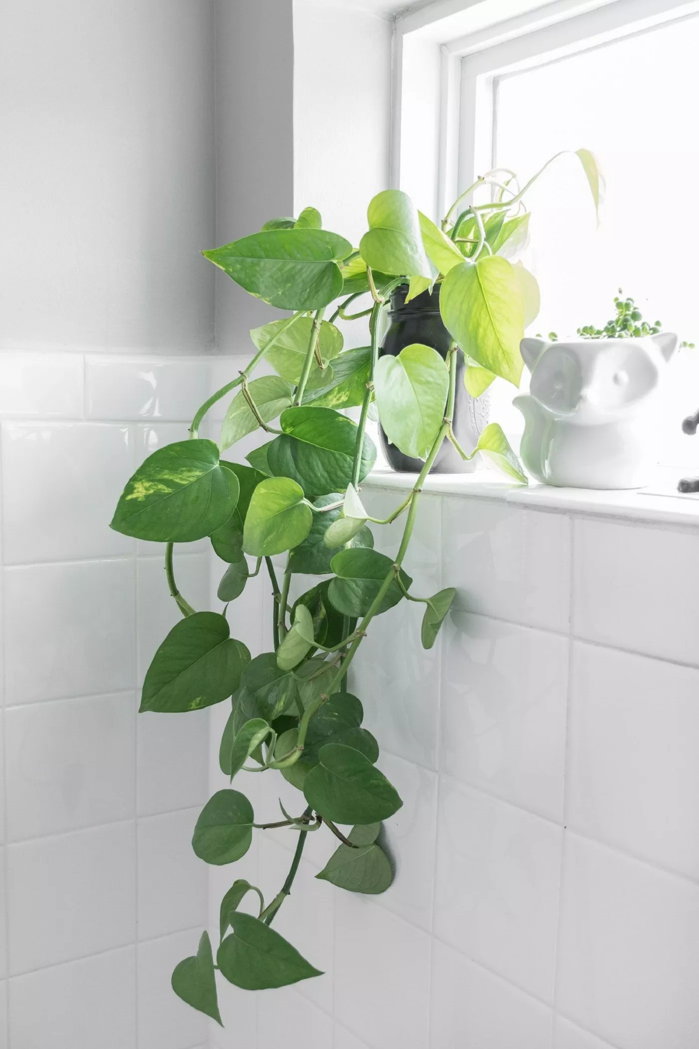 planta jiboia no banheiro