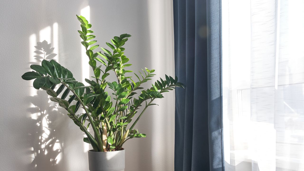 planta perto de janela protegida por cortina