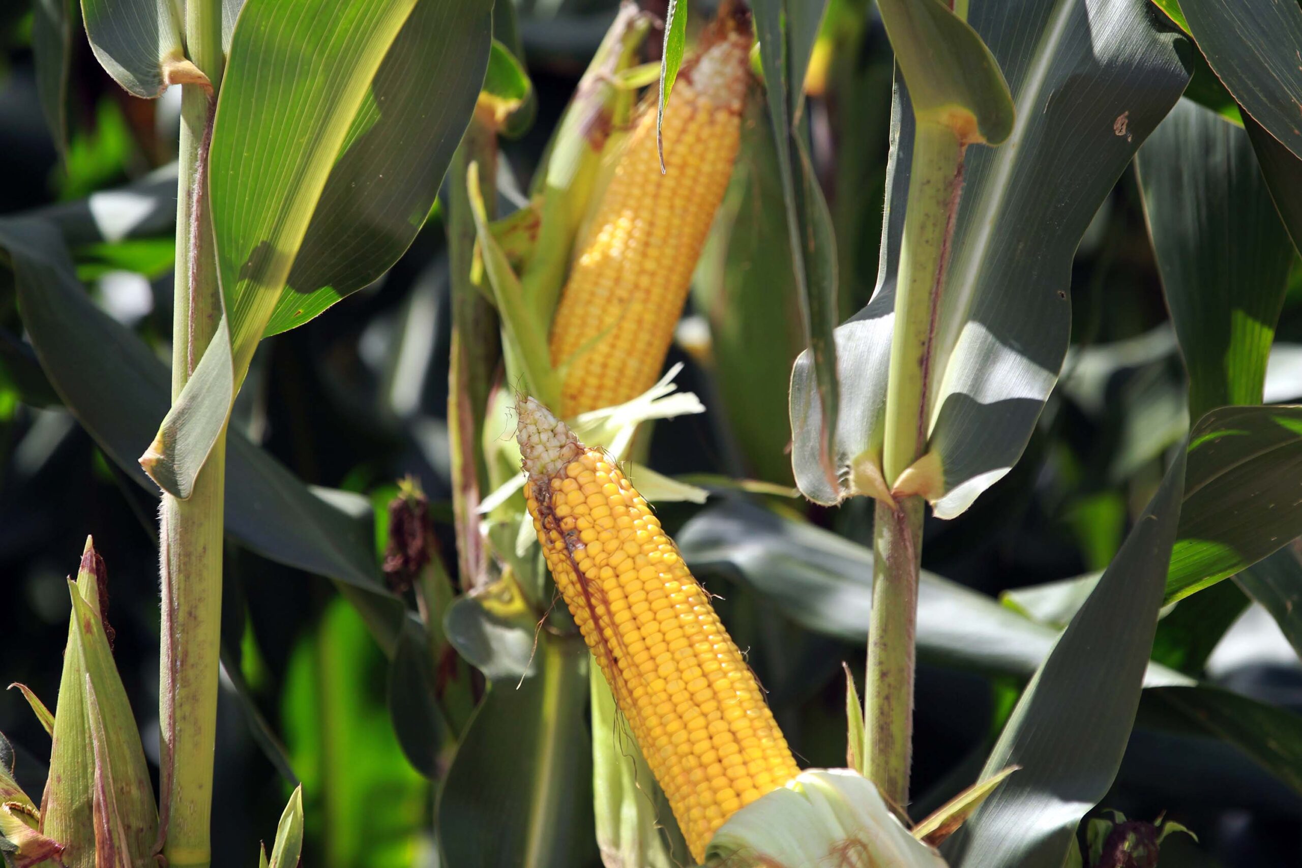 5 cuidados no plantio de milho: entenda como cultivar corretamente em um espaço de seu quintal