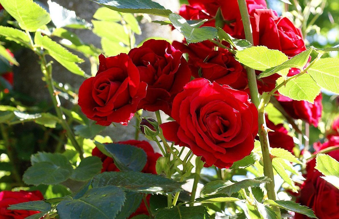 roseira com rosas vermelhas