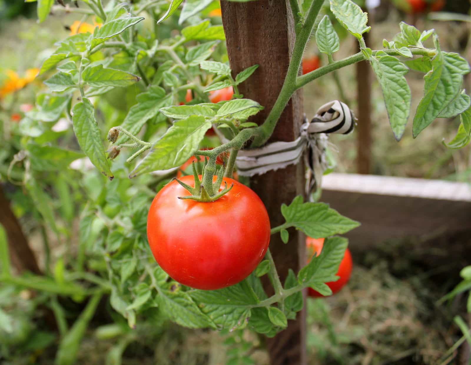 tomate orgânico
