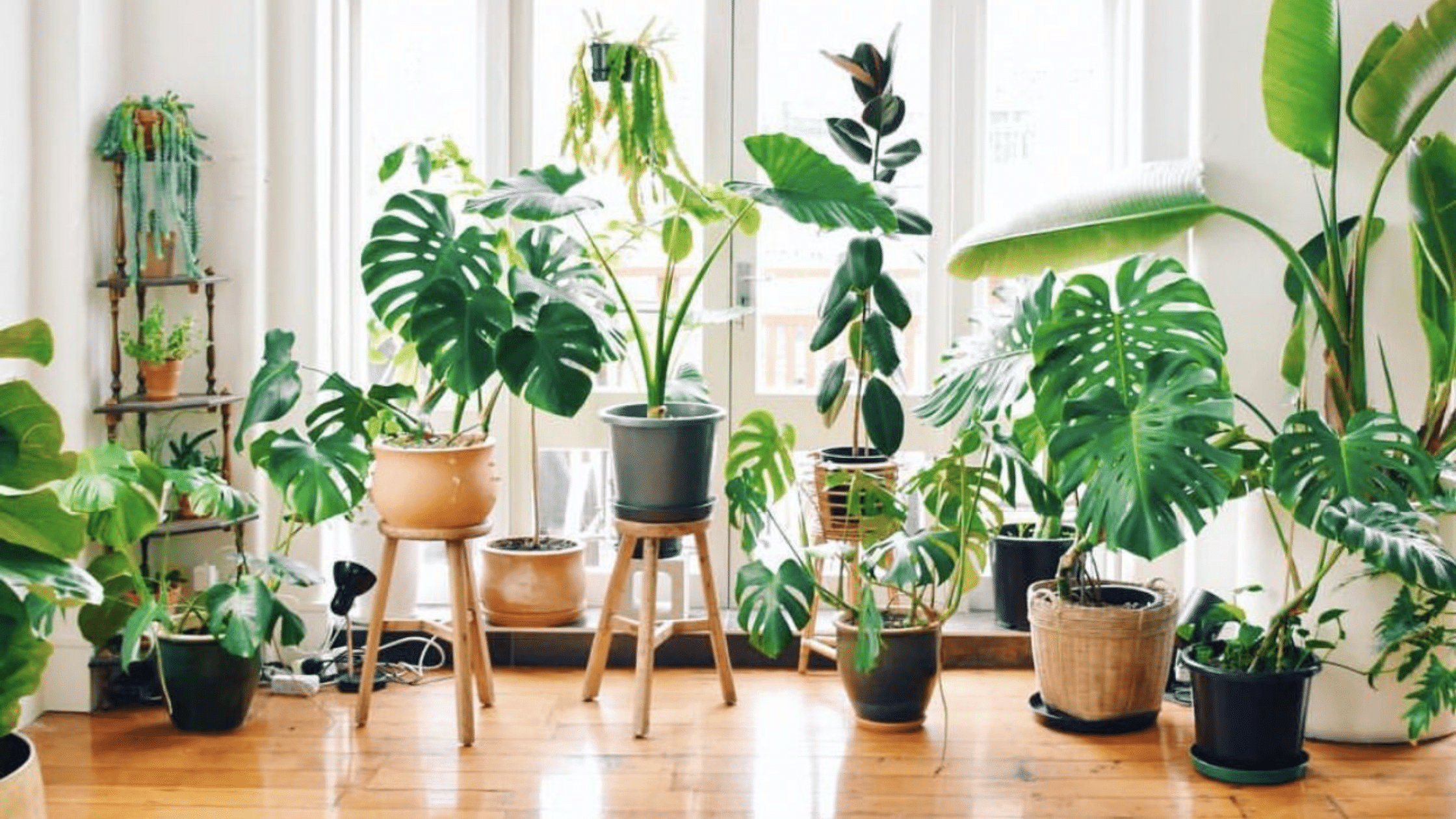 O que é urban jungle? Conheça o estilo de decoração PERFEITO para os apaixonados por plantas