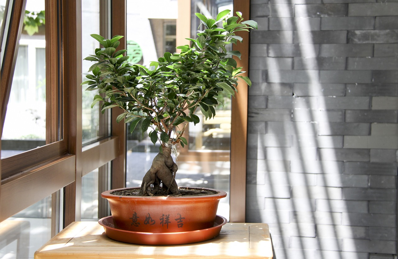 vaso com bonsai perto de janela