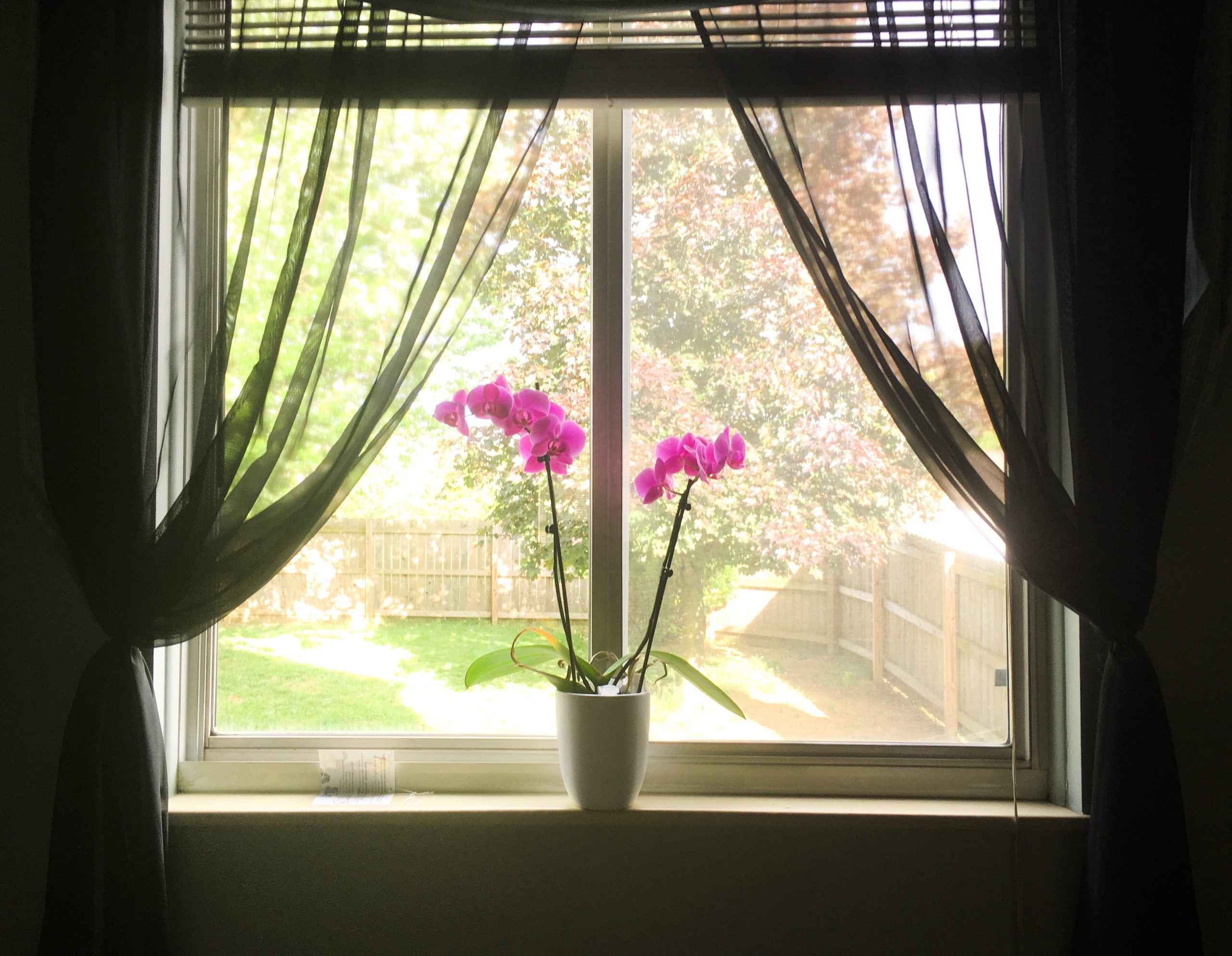 vaso de orquídea em janela