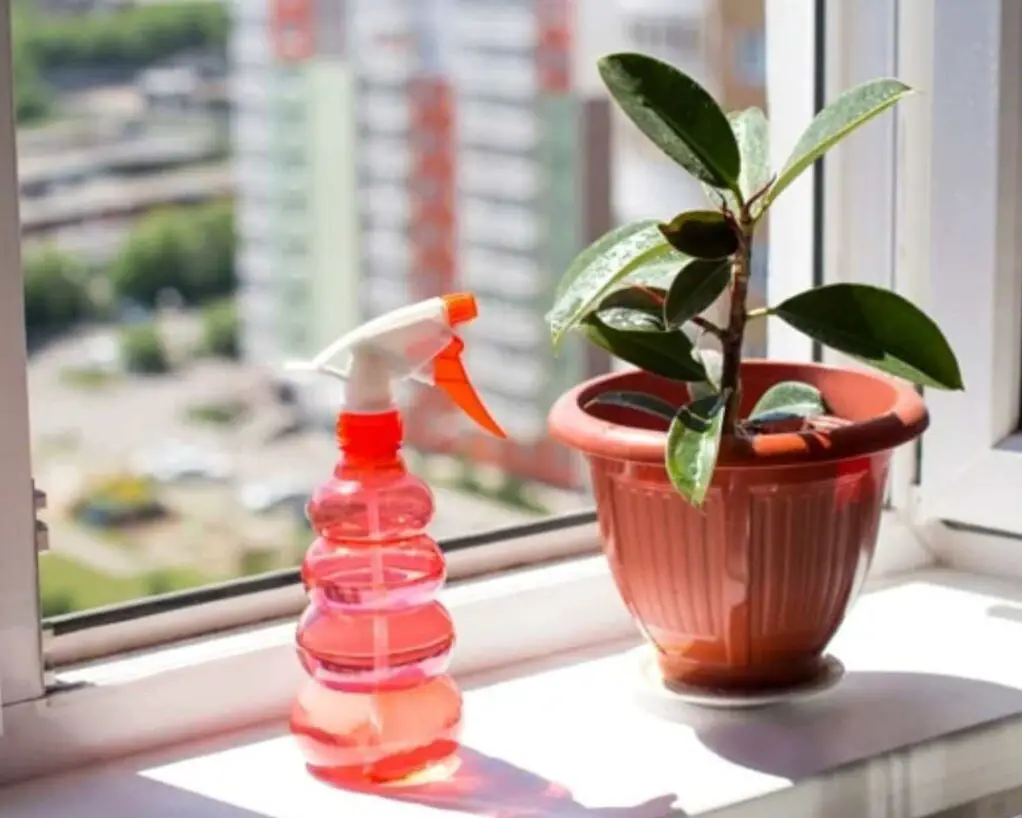 vaso de planta pegando sol em janela