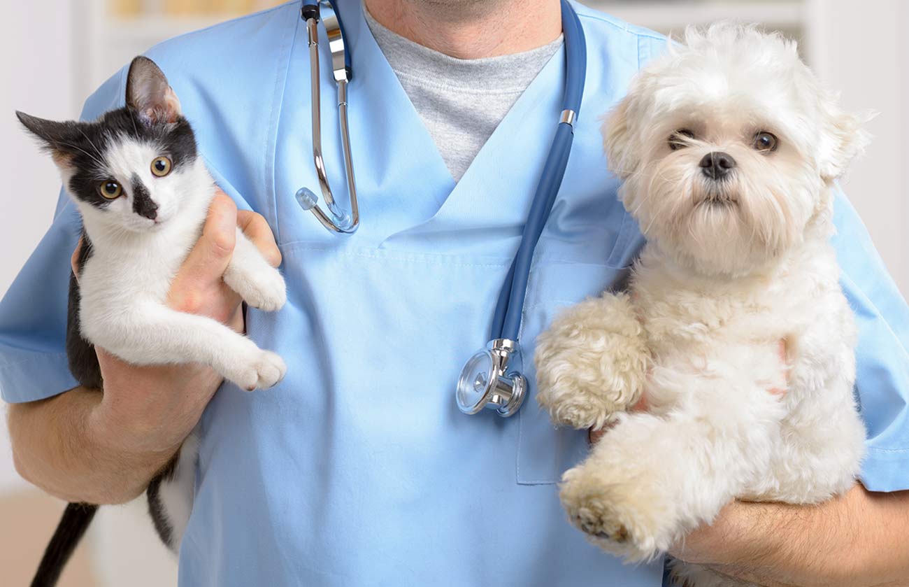 veterinário segurando pets