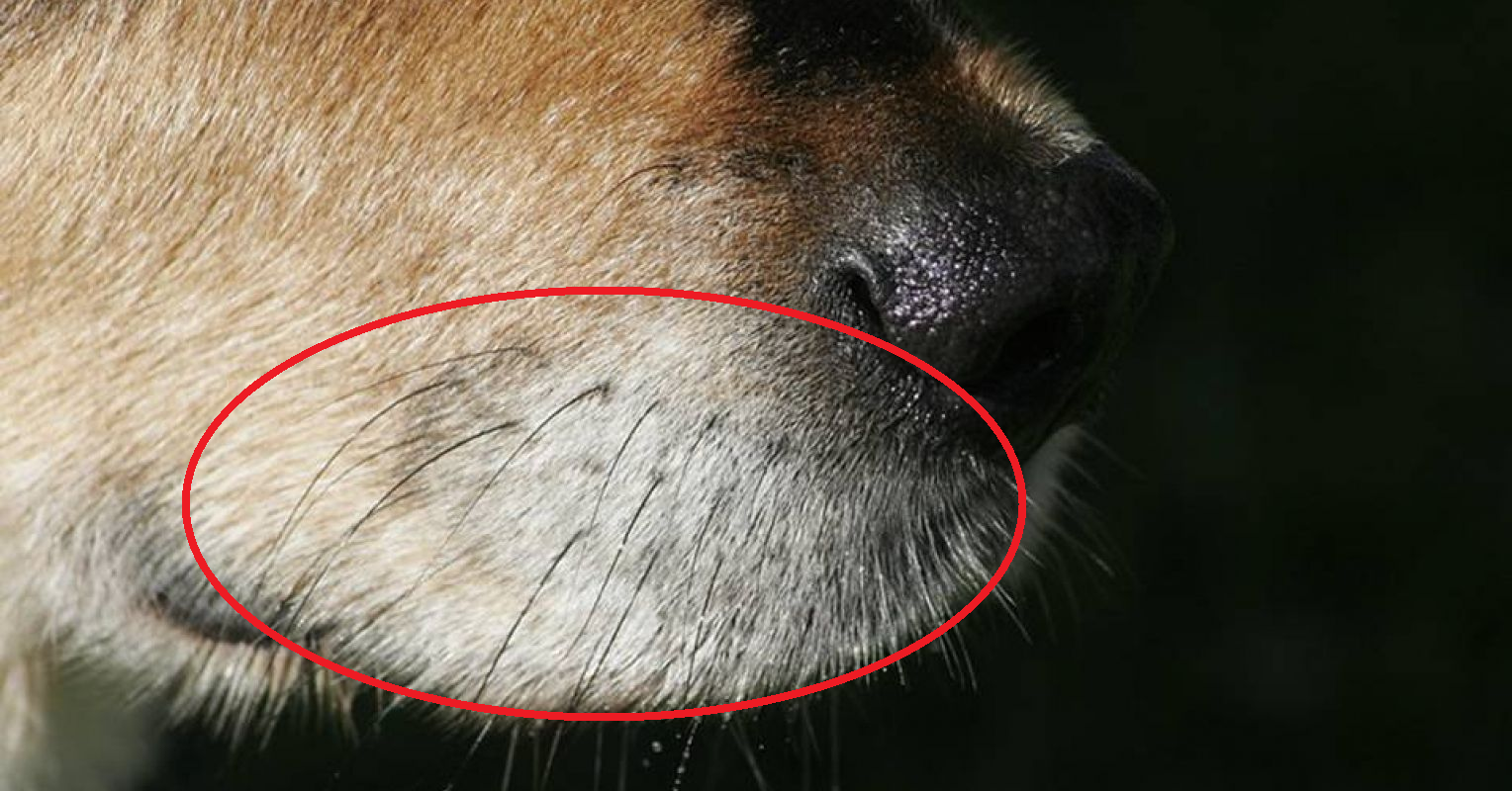 bigode de cachorro