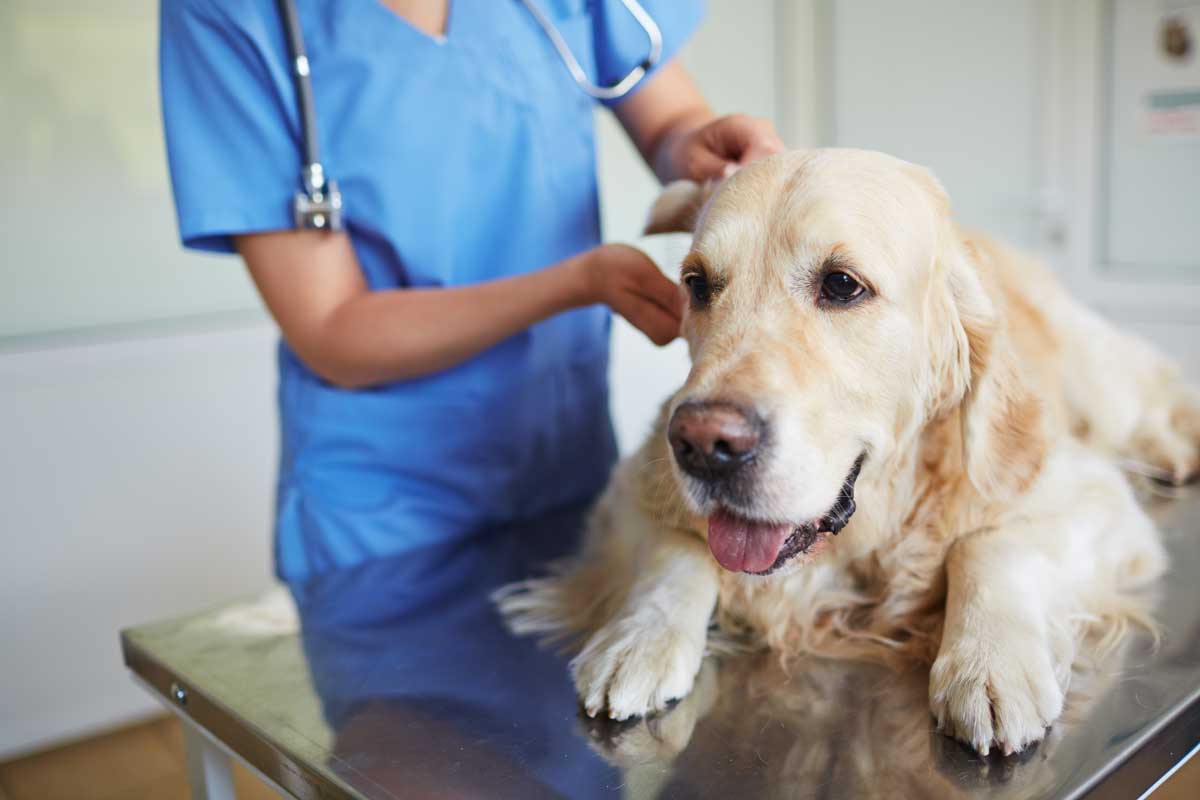 cão idoso com veterinário